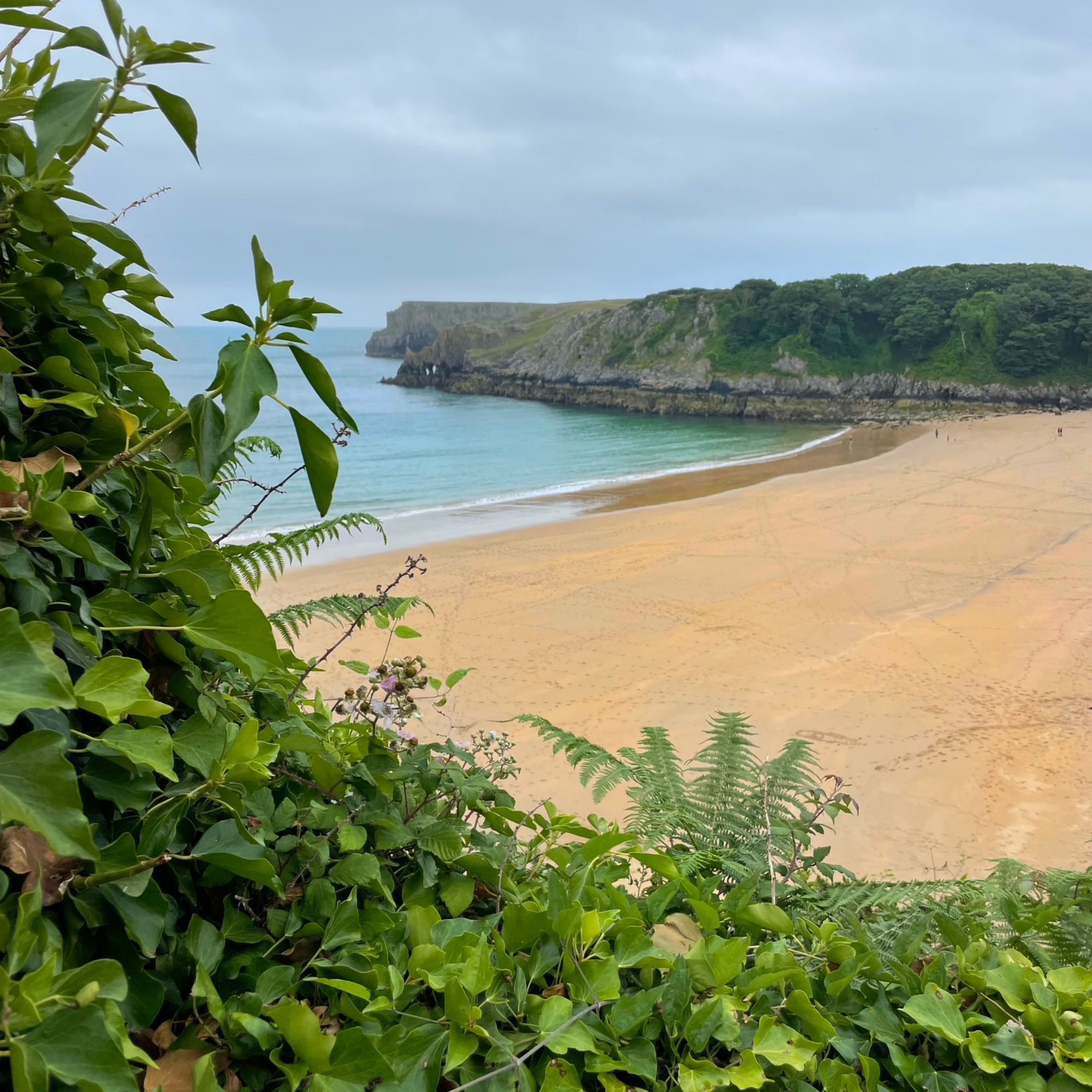 coastal scene with wide beach and foliage at the side